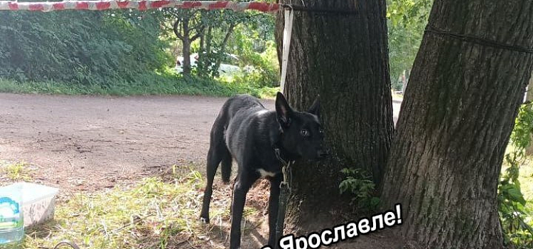 «Простите, простите!»: в Ярославле спасли собаку, брошенную хозяином_278514