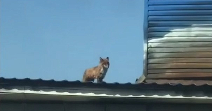 Ярославцы заметили лисицу на крыше здания