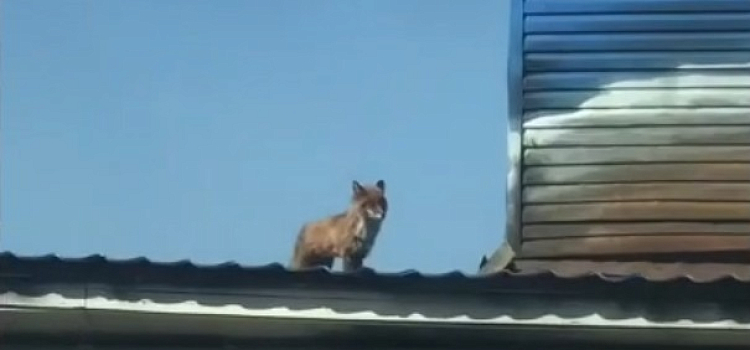 Ярославцы заметили лисицу на крыше здания