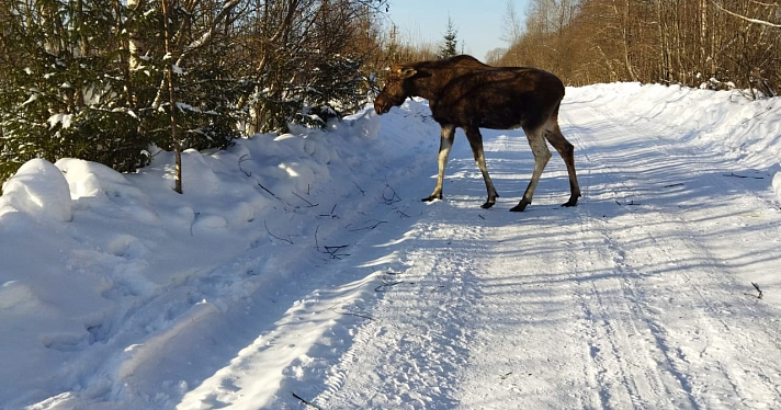 В Ярославской области лесники спасли застрявшую в снегу лосиху_264100