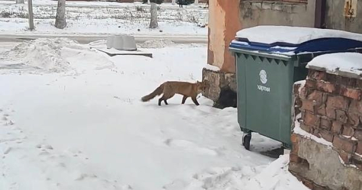 Пришла на смену: в Ярославле на шинном заводе бегает лисица