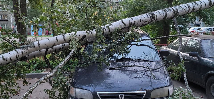 В Ярославле ветер повалил десятки деревьев_250956