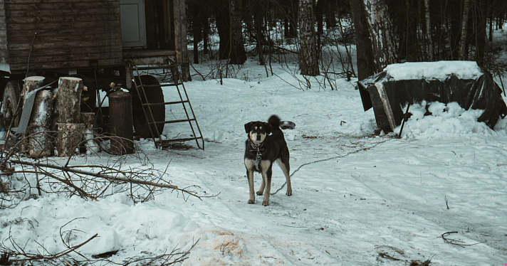 Здесь покоится Барсик: жители Ярославской области боятся, что кладбище домашних животных исчезнет из-за вырубки леса_232086