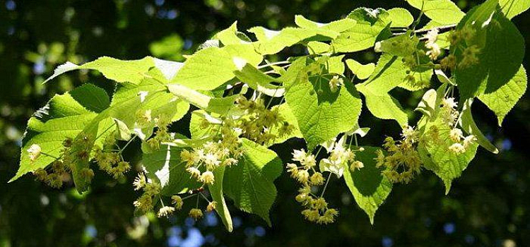 В Заволжском районе Ярославля посадят 120 лип 