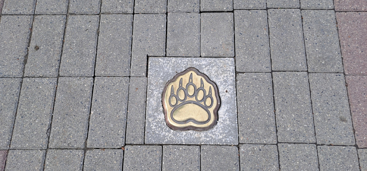 «Медвежью тропу» проложат и в других городах Ярославской области