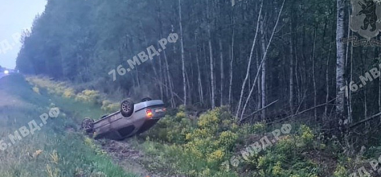 Автомобиль перевернулся: в Ярославской области водитель иномарки сбил лося