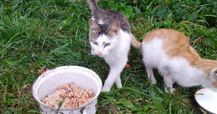 В Ярославской области после смертельного ДТП без хозяев остались шесть кошек_223476