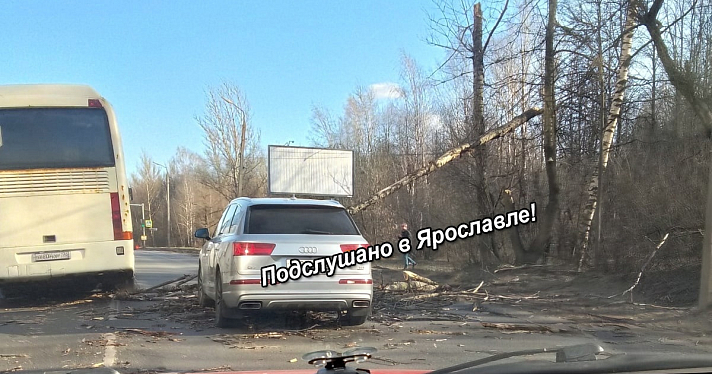 В Ярославле сильный ветер повалил деревья на машины_268976