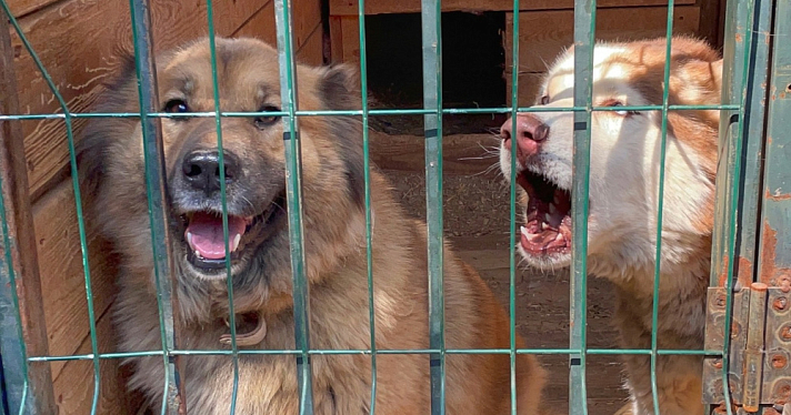 Мотив неясен: неизвестные пробрались в ярославский приют и выпустили собак