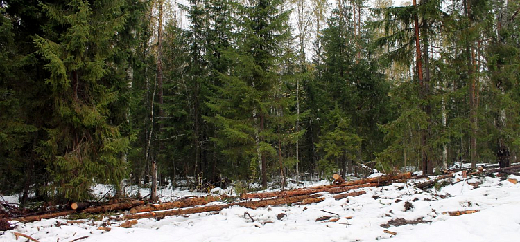 В Угличском районе бесконтрольно вырубают леса