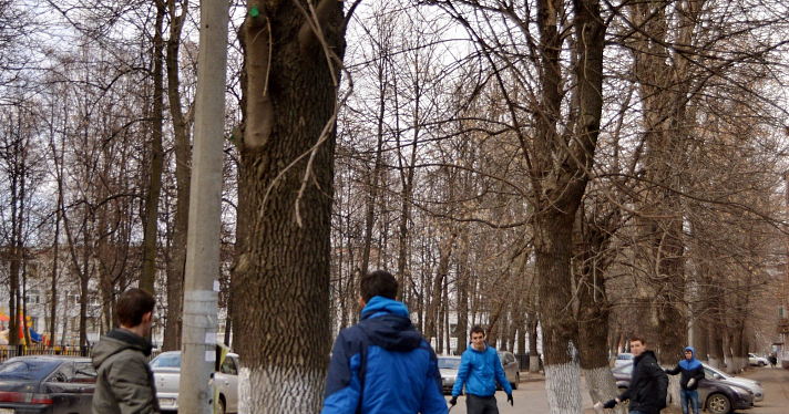 Чиновники обесцветили акцию «Цветные деревья»_29091