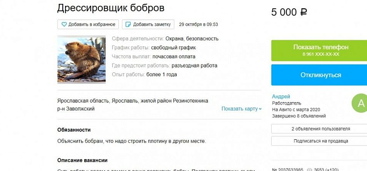 Требуется дрессировщик бобров: в Ярославе появилась необычная вакансия
