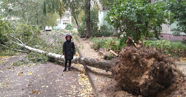 В Ярославле ветер повалил деревья на парковку, детскую площадку и балконы жилых домов_221073