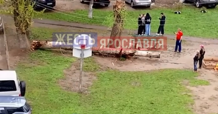 В Ярославле упавшее дерево в щепки разнесло скамейку на детской площадке