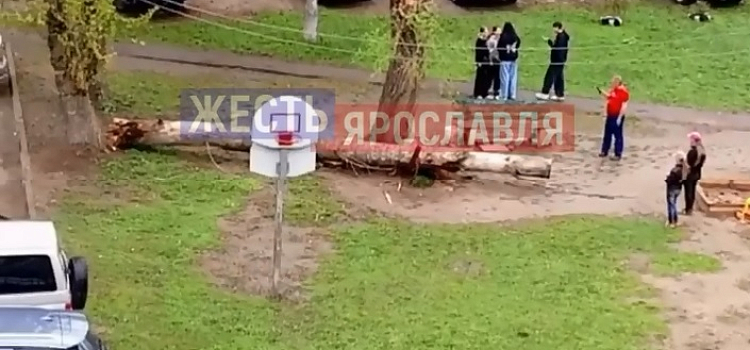 В Ярославле упавшее дерево в щепки разнесло скамейку на детской площадке