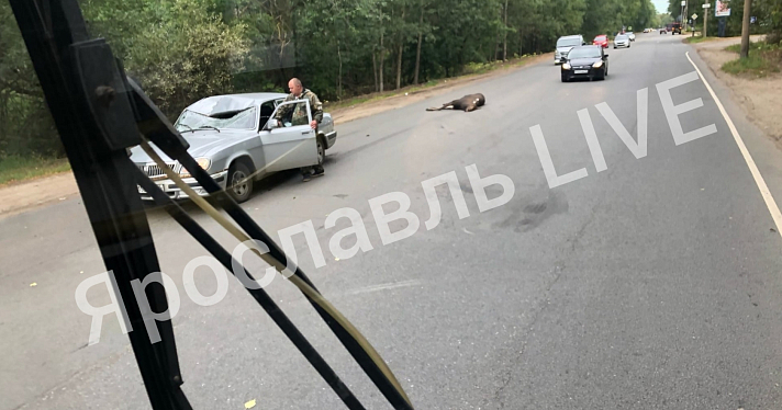 В Заволжском районе Ярославля сбили молодого лося_217515