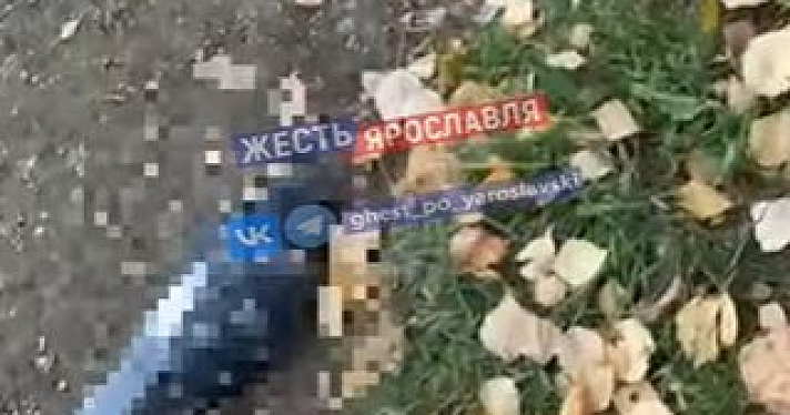 Голубиное кладбище: ярославцы озвучили версии гибели птиц в парке Судостроителей