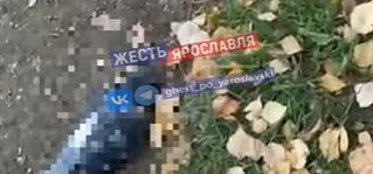 Голубиное кладбище: ярославцы озвучили версии гибели птиц в парке Судостроителей