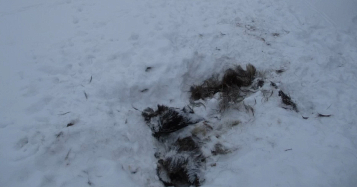 В Ярославской области охотник незаконно застрелил пять лосей_233952