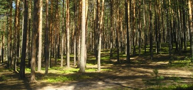 В Рыбинске возбудили уголовное дело за вырубку охраняемого леса