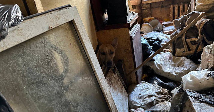 Тащила в дом даже крыс, чтобы спасти: в Ярославле вскрыли квартиру, в которой среди гор грязи жили животные и их хозяйка