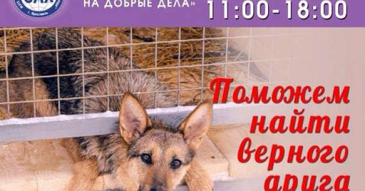В Ярославле будут раздавать бездомных животных 