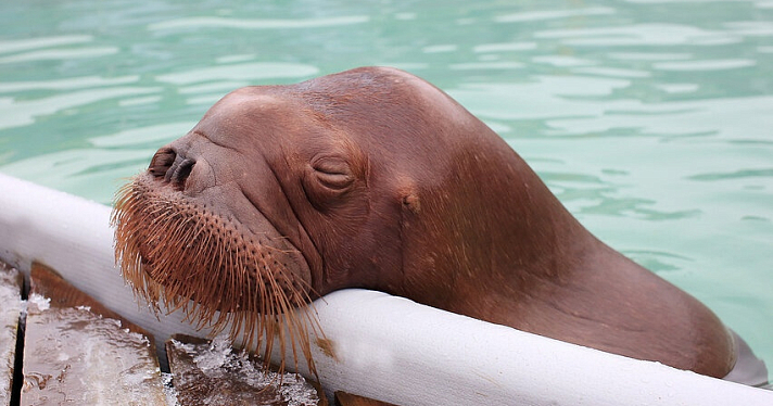 В Московском зоопарке умер морж, купленный за 20 миллионов в Ярославле