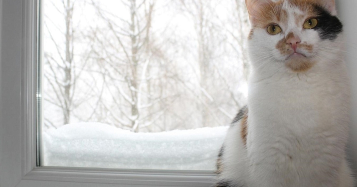 В Ярославской области любопытный кот оставил без тепла и воды полгорода