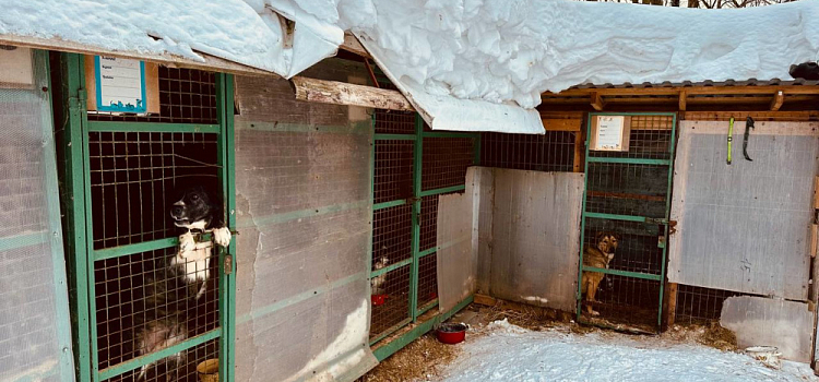Собачий приют бывшего САХ продолжает работу при «Горзеленхозстрое»