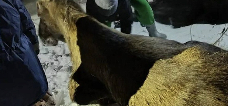 Незримый щит: ярославцы встали на защиту обессилевшего лося_310387