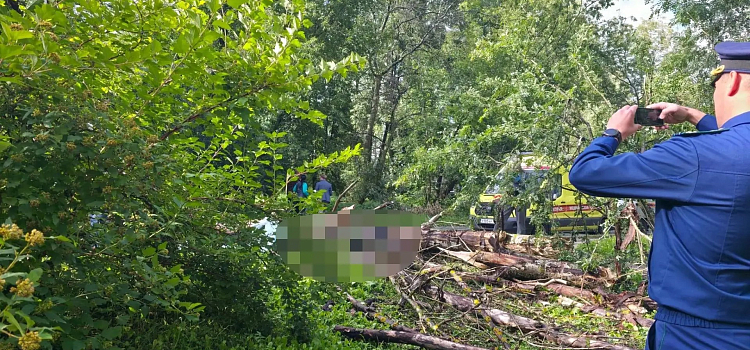 В Ярославле упавшее дерево насмерть придавило человека_320990