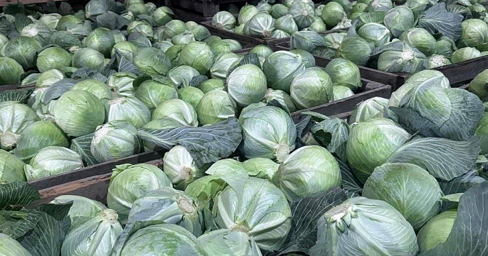 В Ярославской области вырос объём производства зерна, овощей и льноволокна