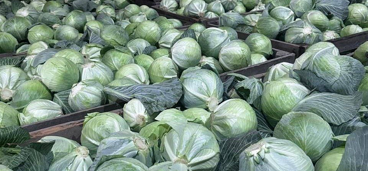 В Ярославской области вырос объём производства зерна, овощей и льноволокна