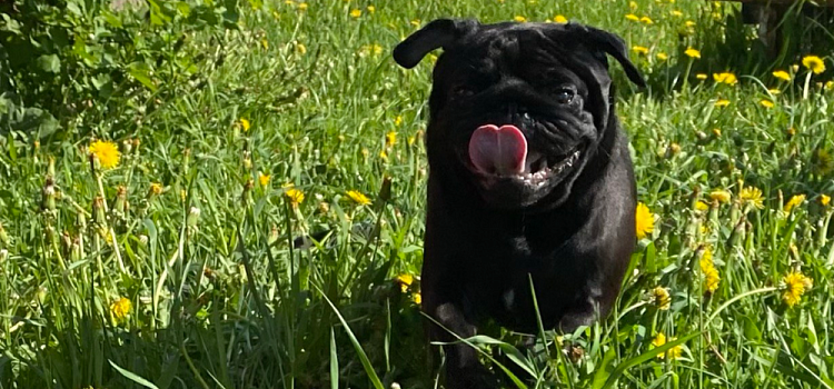 В Ярославле утвердили места для выгула собак