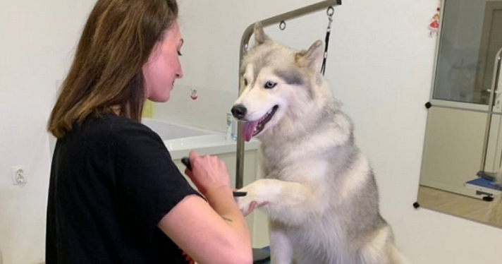 Если надоела шерсть на одежде: совет грумера из Ярославля