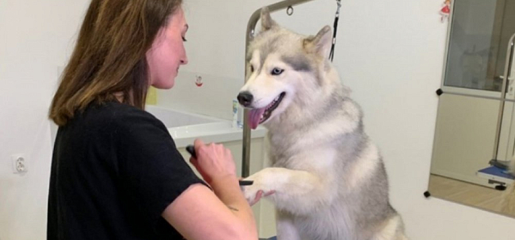 Если надоела шерсть на одежде: совет грумера из Ярославля