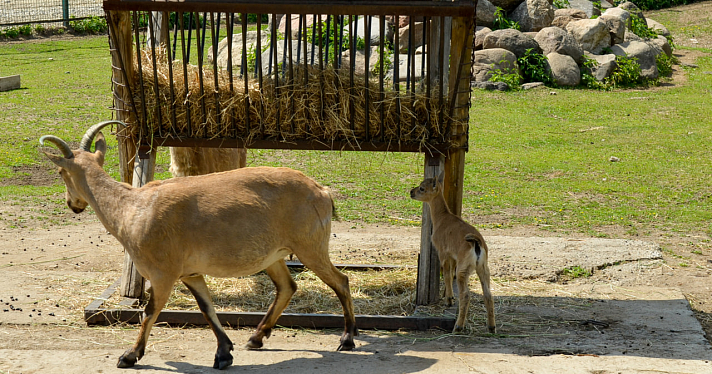 Лама и альпака: в Ярославском зоопарке пополнение среди копытных животных_243303