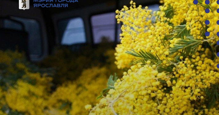 В Ярославле к 8 марта открылись цветочные ярмарки: адреса