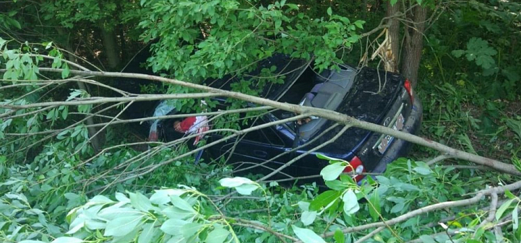 В ГИБДД назвали число погибших и пострадавших в ДТП с лосями ярославцев 
