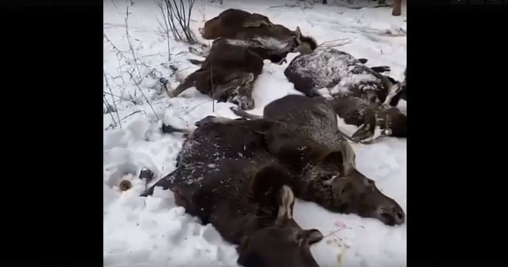 «Это ложь»: комментарий департамента охраны окружающей среды об отстреле лосей в Ярославле