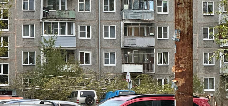 В ярославском дворе дерево придавило несколько автомобилей_272249