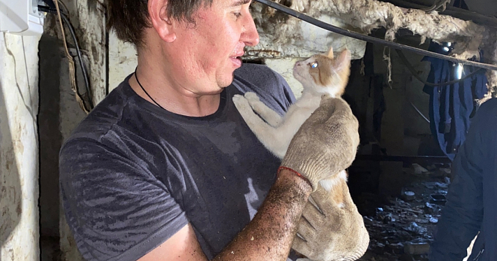 В Ярославской области слесарь спас из вентиляционной шахты провалившегося котенка_252637
