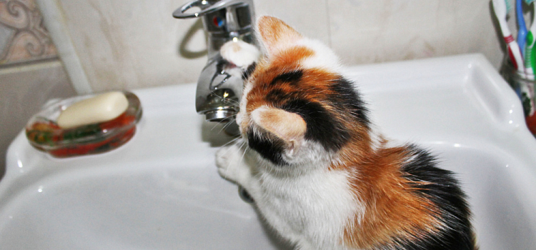 Отключение горячей воды в Ярославле – 2026: представлен график