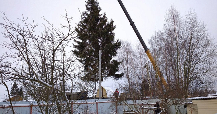 Житель Рыбинска подарил городу 15-метровую елку