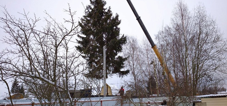 Житель Рыбинска подарил городу 15-метровую елку