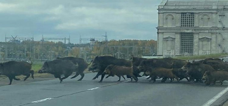 Осторожно! В Рыбинске бегает стая кабанов