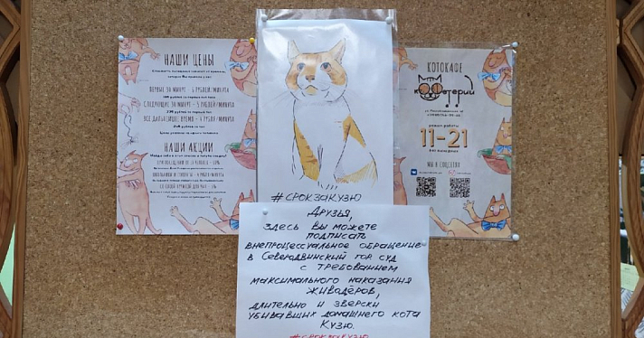 Котокафе в Ярославле принимает участие во всероссийской акции «Подпись за Кузю»