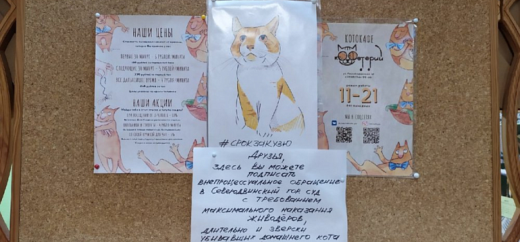 Котокафе в Ярославле принимает участие во всероссийской акции «Подпись за Кузю»