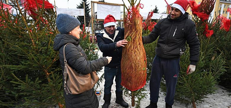 В Ярославле открыли елочные базары: адреса