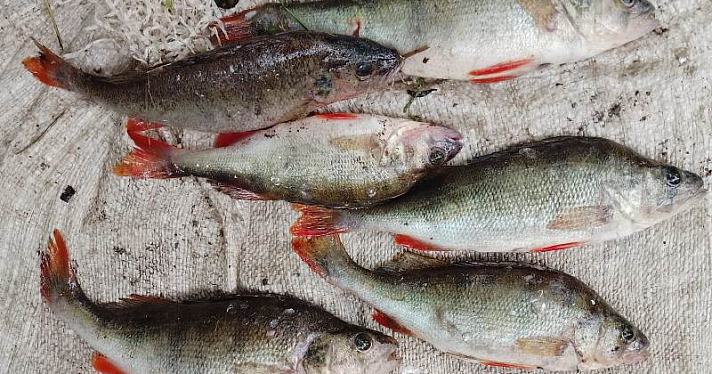 Выловили 164 экземпляра промысловой рыбы: в Ярославской области на Волге задержали браконьеров_247142